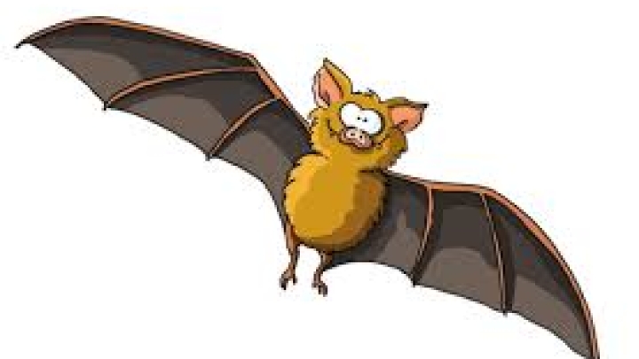 PRÉSENCE DE CHAUVE-SOURIS - QUOI FAIRE ?