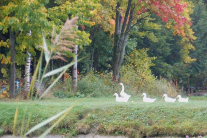 Paysages d' automne