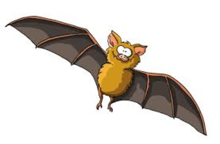 PRÉSENCE DE CHAUVE-SOURIS - QUOI FAIRE ?